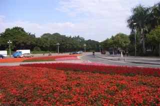 東莞市市區(qū)道路渠化島時(shí)花種植及綠化養(yǎng)護(hù)